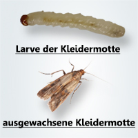 kleidermotte-larve
