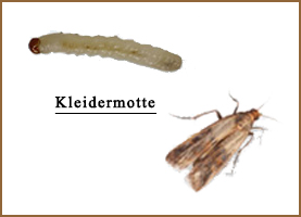 Kleidermotten Bekämpfen Schlupfwespen Kleidermotten Bekämpfen Schlupfwespen